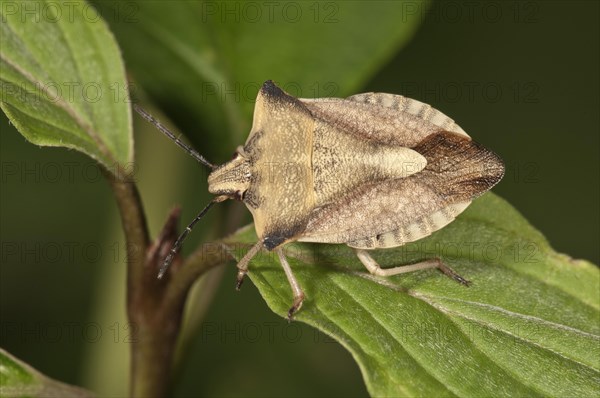 Shieldbug (Carpocoris fuscispinus) Untergroeningen