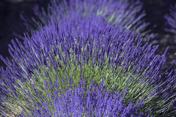 Lavender field
