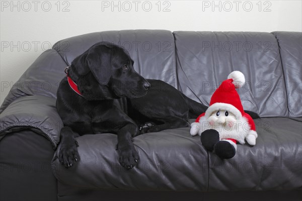 Black Labrador Retriever dog