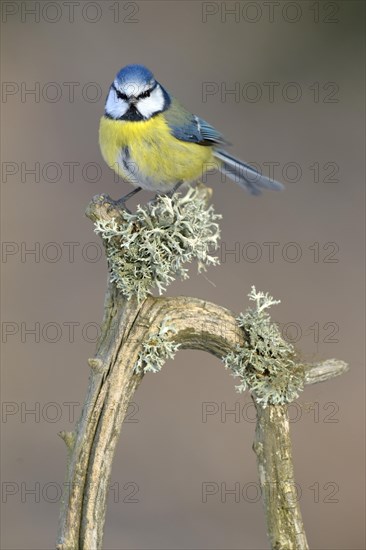 Blue Tit (Cyanistes caeruleus) perched on its song post