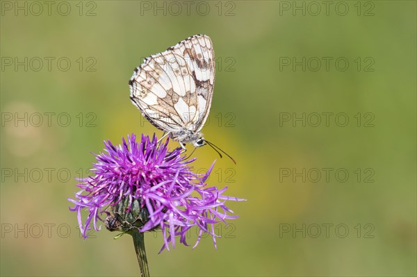 Marbled White (Melanargia galathea) on Brown Knapweed (Centaurea jacea)