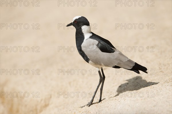 Blacksmith Plover or Blacksmith Lapwing (Vanellus armatus)