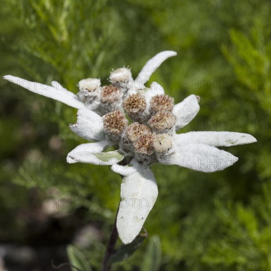 Edelweiss (Leontopodium alpinum)