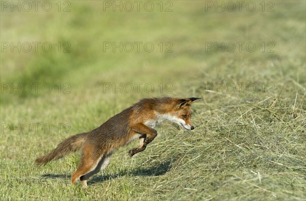 Red fox (Vulpes vulpes)
