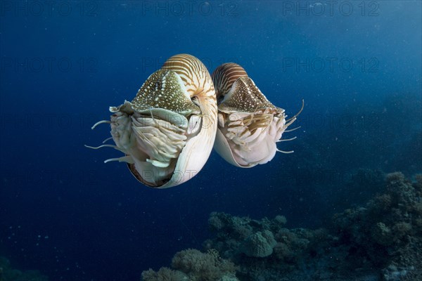 Palau Nautiluses (Nautilus belauensis)