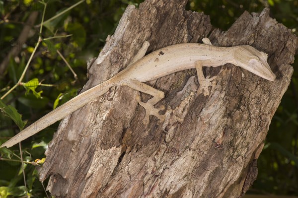 Lined Leaf-Tailed Gecko (Uroplatus lineatus)