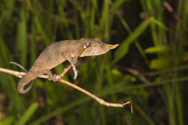 Blade Chameleon (Calumma gallus)