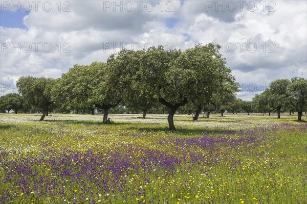 Evergreen oak (Quercus ilex) and flower meadow