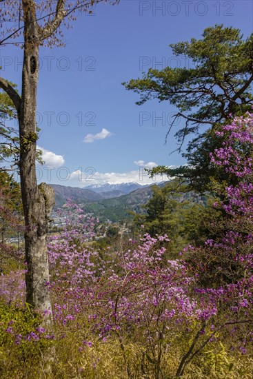 Pink azaleas in spring