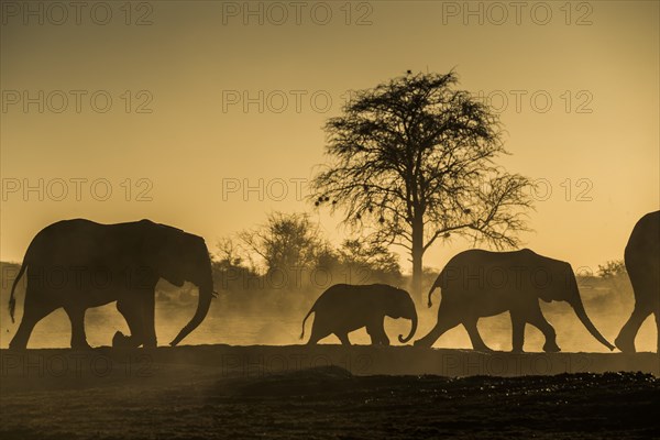 African elephants (Loxodonta africana)