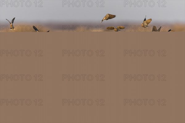 Ring-necked Dove (Streptopelia capicola)