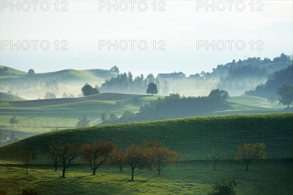 Cherry trees in autumn