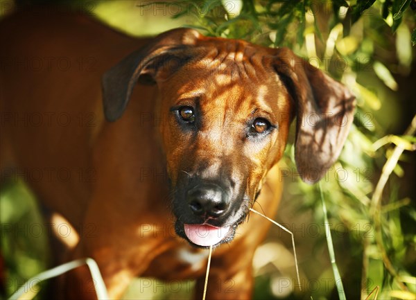 Rhodesian Ridgeback