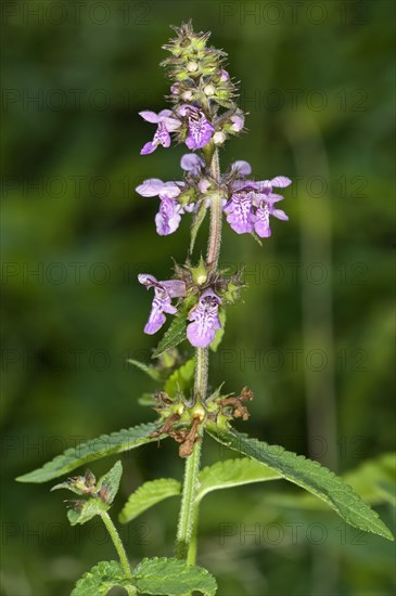 Marsh Woundwort (Stachys palustris)