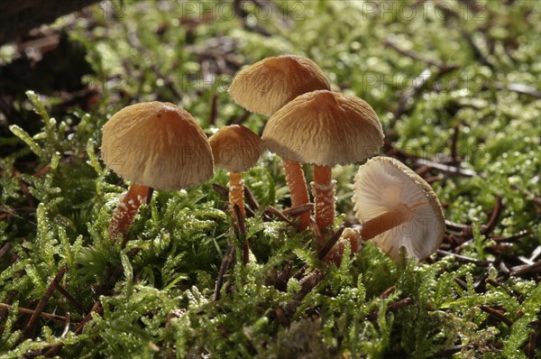 Chestnut dapperling (Lepiota castanea)