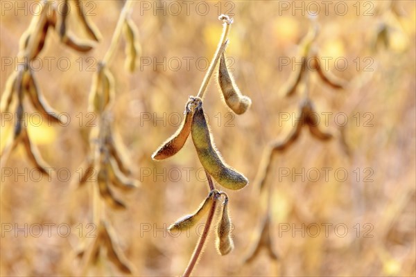 Soya beans (Glycine max) with ripe pods