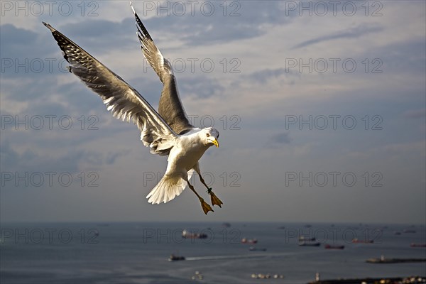 Yellow-legged Gull (Larus michahellis)