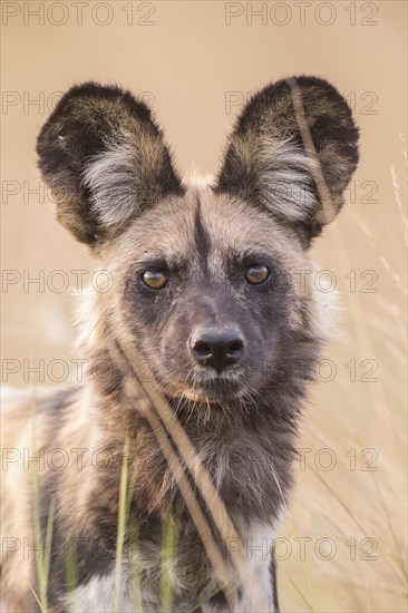 African Wild Dog (Lyacon pictus)