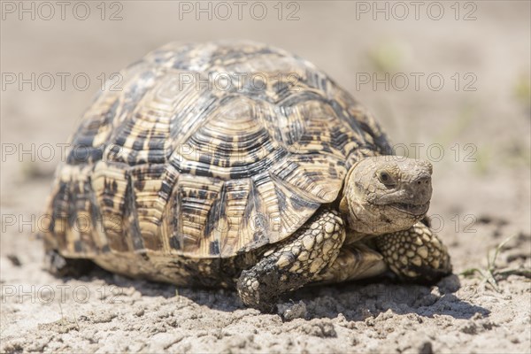 Leopard tortoise (Geochelone pardalis)