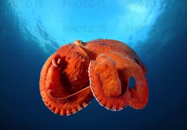 Giant Pacific octopus or North Pacific giant octopus (Enteroctopus dofleini)