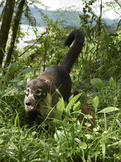 White-nosed coati (Nasua narica) (Nasua narica)