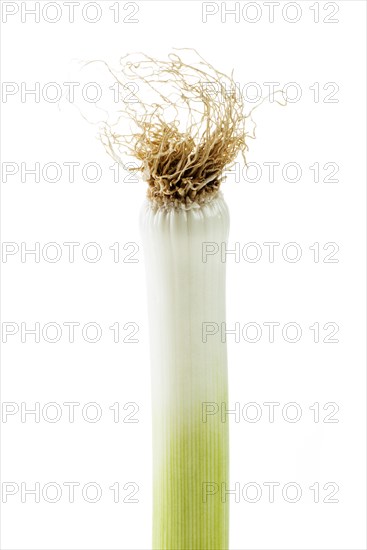 Leek (Allium ampeloprasum)