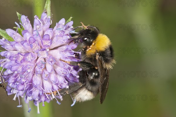 Vestal Cuckoo Bumblebee (Psithyrus Vestalis) Untergroeningen