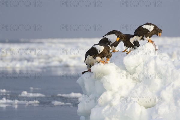 Group of Steller's Sea Eagles (Haliaeetus pelagicus) feeding on fish