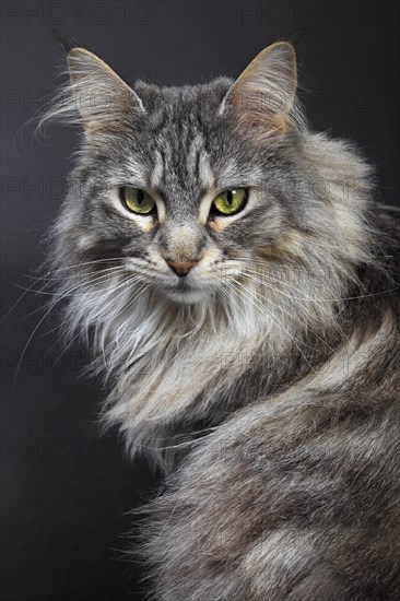 Maine Coon cat