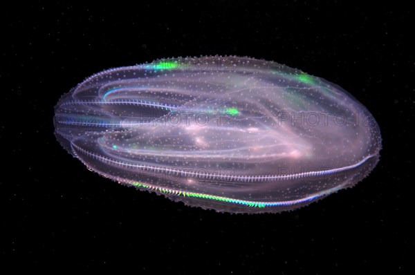 Warty Comb Jelly or Sea Walnut (Mnemiopsis leidyi)