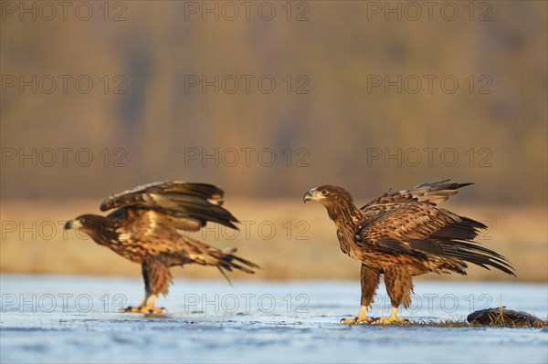 Two young White-tailed Eagles (Haliaeetus albicilla)