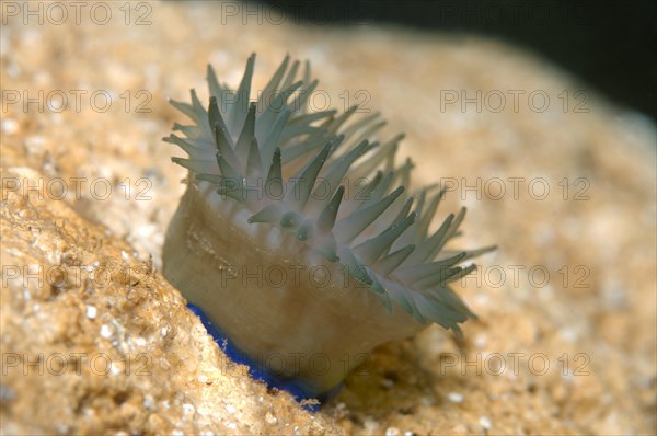 Beadlet Anemone (Actinia equina)