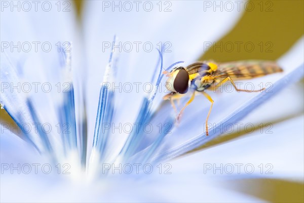 Marmalade hoverfly (Episyrphus balteatus) in blossom of the Chicory (Cichorium intybus)