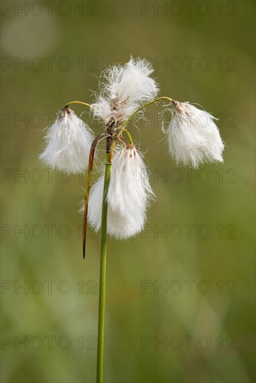 Common cottongrass (Eriophorum angustifolium)