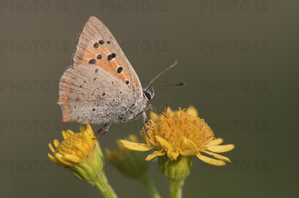 Small Copper (Lycaena phlaeas)