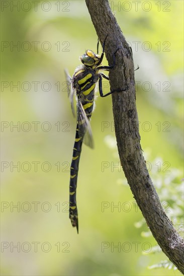 Golden-ringed Dragonfly (Cordulegaster boltonii)