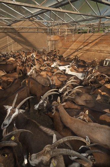 Penned dairy goats waiting to be milked in the barn