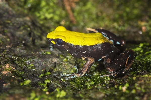 Climbing or Green-backed Mantella (Mantella laevigata)