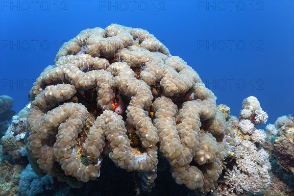 Bubble Coral (Plerogyra sinuosa)