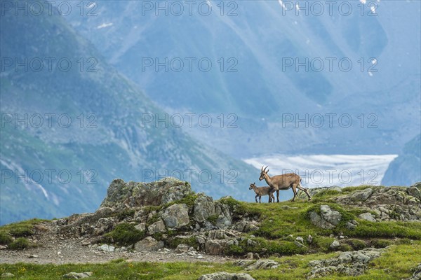 Alpine Ibex (Capra Ibex)