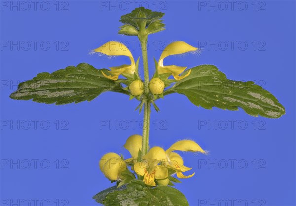 Yellow archangel (Lamium galeobdolon) against a blue background