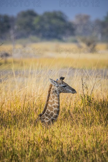 Angolan Giraffe (Giraffa camelopardalis angolensis)