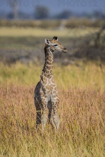 Angolan Giraffe (Giraffa camelopardalis angolensis)