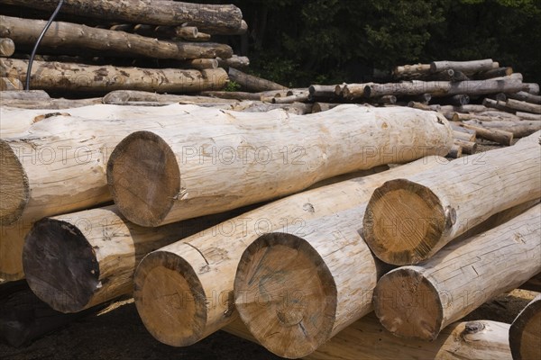 Stack of Eastern white pine tree logs