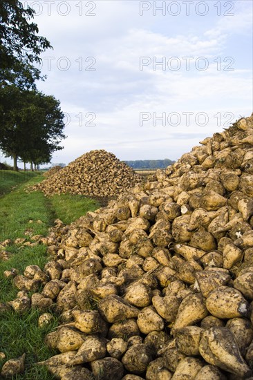 Pile of sugar beet in a field