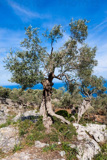 Old olive trees near Deia