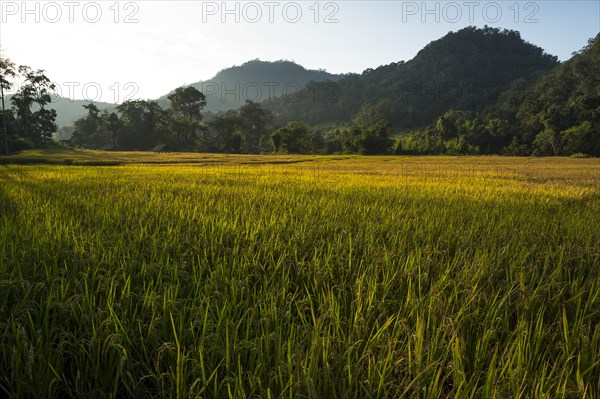 Paddy fields