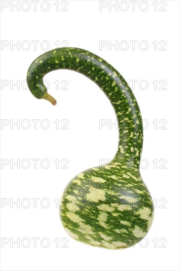 Ornamental gourd