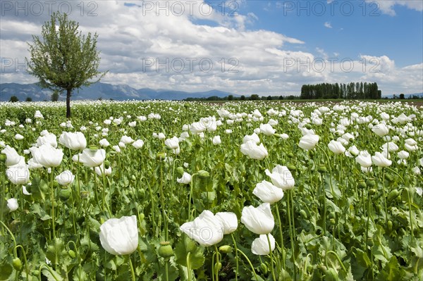 Opium poppy (Papaver somniferum) field