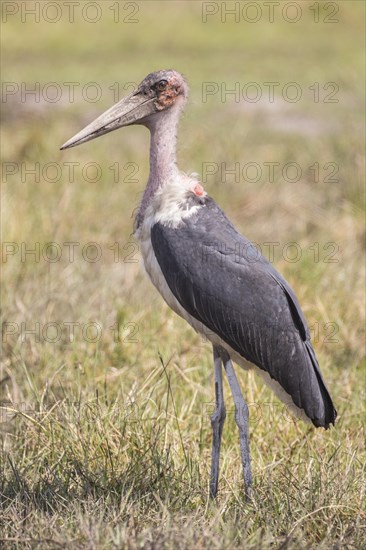 Marabou (Leptoptilos crumeniferus) Bwabwata National Park